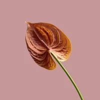 Fleurs artificielles en PU Anthurium, bouquet de mariée, décoration de mariage, fausses fleurs de palmier, arrangement floral pour la maison et les fêtes