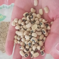 Éplucheuse automatique de haricots noires fabriqué en chine, machine à éplucher les yeux