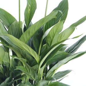 Bunga Anthurium Putih Segar dalam Pot, Batang Panjang, Tanaman Alami untuk Dekorasi Pernikahan, Harga Kompetitif