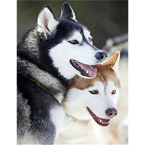 Cane Husky 5D Pittura Diamante Animale Pieno di Trapano di Arte Del Diamante Pittura Ricamo Della Decorazione Della Casa Kit <span class=keywords><strong>Punto</strong></span> <span class=keywords><strong>Croce</strong></span> - Product Image 1