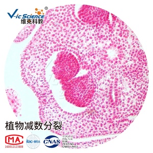 Plant Mitosis & Meiosis Prepared Slides <span class=keywords><strong>Microscope</strong></span> Prepared Slides Prepared Slides Slides Teaching and Researching <span class=keywords><strong>Microscope</strong></span> Meiosis Slides Set - Product Image 2
