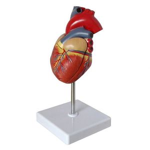 Modelli di Cuore Umano per Scienza Cardiologica, Anatomia e Medicina in Vendita - Product Image 4