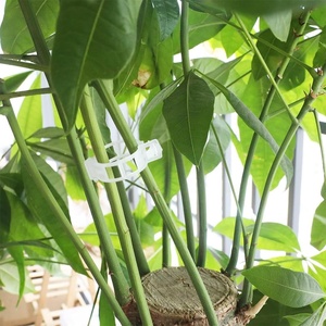 Clips <span class=keywords><strong>de</strong></span> greffage et <span class=keywords><strong>de</strong></span> treillisage pour tomates, en plastique durable anti-UV, pour petits jardins - Product Image 6