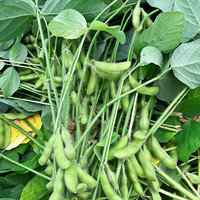 Récolteuse d'edamame avec séparateur de feuilles, cueilleuse de gousses de haricot vert