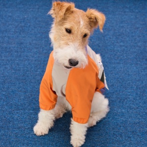 Fabricante de Ropa para Perros Personalizada OEM ODM, Chaqueta Impermeable, Antiinsectos y Antisuciedad para Perros <span class=keywords><strong>Basset</strong></span> <span class=keywords><strong>Hound</strong></span> - Product Image 6