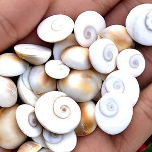 Pierre d'œil de Shiva naturelle, pierre précieuse Sami, pierre précieuse Gomti Chakra, coquille de mer, vente en gros, Feng Shui, pierre précieuse certifiée par un tiers - Product Image 1