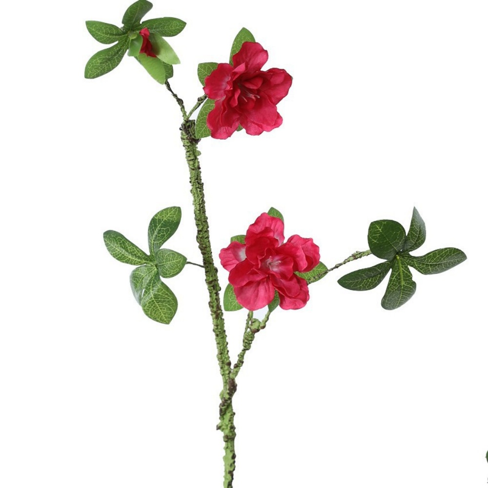 Rosa rossa