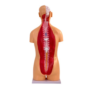 Modello Anatomico di Torso Umano con Organi Staccabili, Avanzato in PVC, 85cm, Durevole per Dimostrazioni Anatomiche nelle Scuole di Medicina - Product Image 3