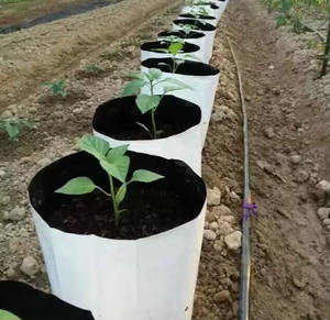 Grado personalizado negro HDPE polietileno Poly plántulas plantas de jardín vivero crecer bolsas de plástico resistente a los rayos UV para plantas y plántulas - Product Image 4