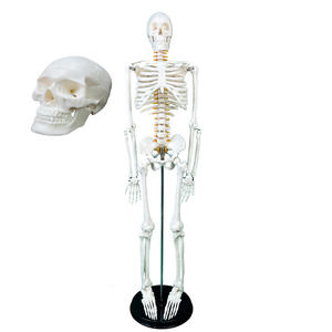 Nouveau modèle anatomique de squelette humain pour la science médicale, 85 cm, type C, avec nerfs et vaisseaux sanguins, en PVC, pour les hôpitaux - Product Image 2