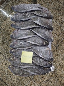 Tilapia noire du Nil entière et ronde, surgelée BQF, en gros, 300-500g, 500-800g, 800+, certifiée BRC HACCP, origine Chine - Product Image 3