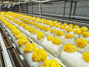 Grande Ferme de Culture de Champignons Hydroponique Intelligente avec Humidification par Brumisation, Système de Travail Automatique Contrôlé par APP/WiFi - Product Image 3