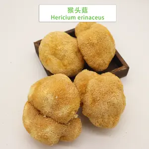 純粋な天然人工栽培生Hericium菌erinaceusキノコ全乾燥ライオンたてがみキノコ