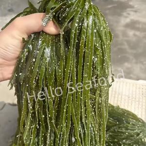 Deliciosa Ensalada de Algas Marinas Congeladas y Saladas, Laminaria Japonica, 5 kg/Caja - Product Image 6