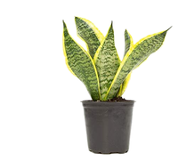 50cm Indoor Sukkulenten Künstlicher Naturgarten Kleine tropische grüne Plastik bäume Künstliche Aloe Vera Pflanze Topfpflanze