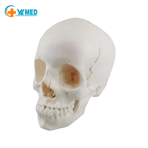 Modelo <span class=keywords><strong>de</strong></span> cerebro <span class=keywords><strong>de</strong></span> ciencia médica, modelo anatómico <span class=keywords><strong>de</strong></span> cabeza humana y columna cervical en tamaño humano para instrucción en el aula - Product Image 4