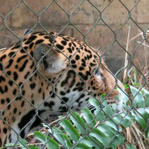 <span class=keywords><strong>Malla</strong></span> de alambre de acero inoxidable WELAND para jaulas de pájaros, servicio de procesamiento de soldadura de cercas para animales con corte para mayor duración - Product Image 2