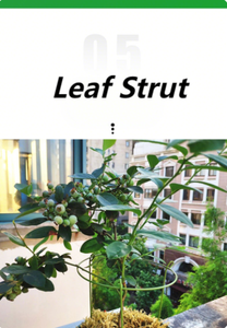 MQ Soporte de Hojas para Plantas 2026, Soporte para Flores, Soporte para Plantas Derribadas, Dirección del Crecimiento - Product Image 6