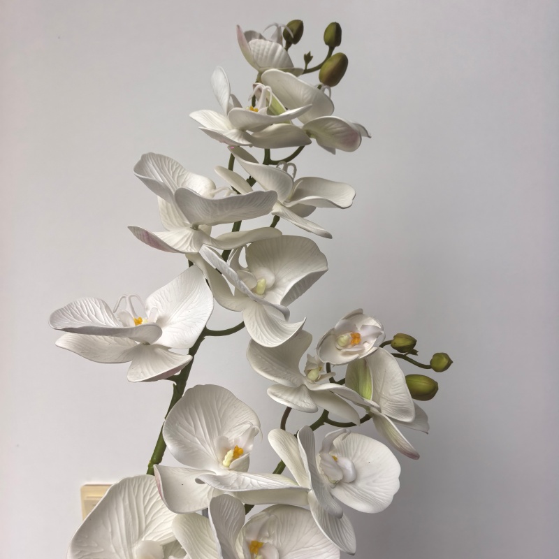 Bianco-2
