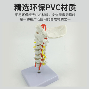 Modèle de colonne cervicale humaine avec artère carotide, nerfs, os occipital, disque intervertébral, modèle de colonne cervicale, colonne vertébrale - Product Image 2