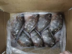 Carton <span class=keywords><strong>de</strong></span> 10 kg, Tilapia entier frais à 100 % (300g-500g), Prix usine, Emballage personnalisé, Fournisseur <span class=keywords><strong>de</strong></span> Tilapia, Tilapia entier rond - Product Image 6