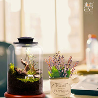 Ensemble de terrarium en verre borosilicate en forme de goutte d'eau avec éclairage pour plantes, récipient micro-paysager transparent pour plantes en mousse - Vente en gros