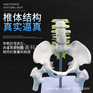 Squelette de simulation pédagogique : modèle de colonne vertébrale de 45 cm avec modèle d'os de jambe, spécimen de squelette humain à l'échelle 1:1, vertèbres lombaires. - Product Image 2