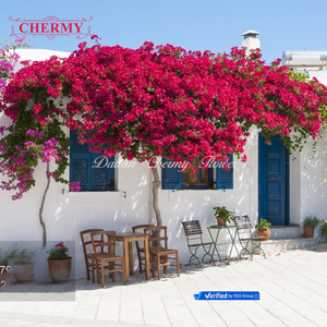 Fleur artificielle <span class=keywords><strong>de</strong></span> <span class=keywords><strong>bougainvillier</strong></span> <span class=keywords><strong>de</strong></span> soie bon marché <span class=keywords><strong>de</strong></span> CM-TH1424 en gros - Product Image 3