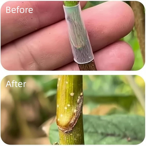 Meyve Ağaçları için Silikon Kauçuk Aşılama Borusu, Bitki, Çiçek ve Meyve Ağacı Aşılama için Özel Boru, Aşılama için Özel - Product Image 4