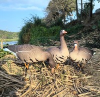 Décoys de chasse en plastique souple EVA en gros, nouveau design, pour oies à poitrine marbrée, pour chasseurs