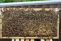 Machine à fondations de ruche en cire d'abeille pour l'apiculture