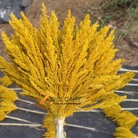 ZENX CART Grosir Baru Bunga Pampas Kering Alami Ramah Lingkungan Buatan Tangan Warna Kuning 50-70cm 100 Paket Thanksgiving Dekorasi Dalam Ruangan