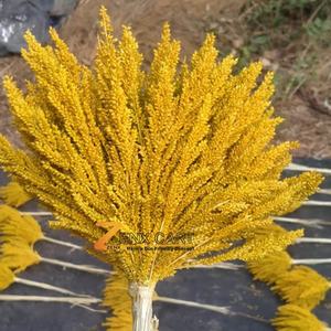 Nouvelles herbes de la pampa séchées écologiques faites à la main en gros, fleurs jaunes de 50 à 70 cm pour Thanksgiving et décoration intérieure - Product Image 2