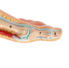 ADA A349-1 Mannequin d'apprentissage de la forme normale du pied grandeur nature de haute qualité pour étudiants en médecine et formation en sciences médicales Fabriqué à Shanghai - Product Image 4
