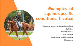 Dispositivo de Ondas de Choque Veterinario en Oferta, Máquina Portátil de Terapia de Ondas de Choque Equinas para Alivio del Dolor Muscular en Caballos, Rehabilitación de Mascotas - Product Image 6