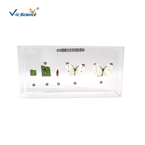 Especímen del ciclo de vida de la <span class=keywords><strong>mariposa</strong></span> en resina, estructura completa de la metamorfosis de la <span class=keywords><strong>mariposa</strong></span>, CE/ISO/ROHS/CNAS - Product Image 2