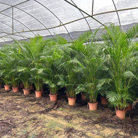 Pemasok Bonsai Pohon Palem Areca Alami Berkualitas Tinggi, Tanaman Dypsis Lutescens Grosir, Tanaman Hias Hidup untuk Rumah dan Kantor