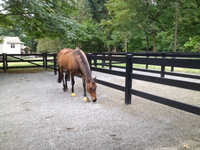 Clôture pour chevaux en PVC noir à 4 rails et clôture de paddock en plastique de 1,80 m de haut pour arène équestre de ferme