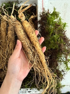 Raíz de <span class=keywords><strong>Ginseng</strong></span> rojo chino de alta calidad, materias primas, refuerzo antifatiga, <span class=keywords><strong>Ginseng</strong></span> inmune para hombres, Maca <span class=keywords><strong>Panax</strong></span> <span class=keywords><strong>Ginseng</strong></span> - Product Image 6