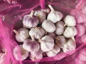 Exportadores de ajo blanco fresco Ajo Alho con bolsa de malla embalaje para alimentos nuevo cultivo de ajo al por mayor - Product Image 6