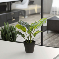 Bonsai buatan tangan 38cmH kecil Calathea Orbifolia dengan tanah liat/Pot plastik untuk dekorasi dalam ruangan