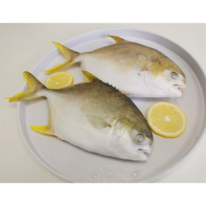 Pesce Pomfret Dorato Cinese a Basso Prezzo, <span class=keywords><strong>Pompano</strong></span> Dorato Congelato - Product Image 2