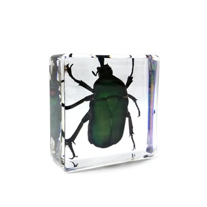Ressources pédagogiques Spécimen de résine Insecte Taxidermie Résine Artisanat Aides éducatives Bugs Beetle 38*38*14mm - Product Image 3
