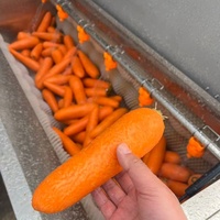 Machine à laver et à éplucher les légumes à rouleaux brossants, équipement de lavage et d'épluchage pour pommes de terre et carottes, machine à laver les légumes racines à brosses
