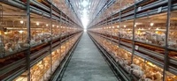 Rôtissoire entièrement automatique équipement automatique de sortie de poulet élevage de volailles cage de poussin élevage de poulets de chair récolte