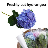 Bunga Hydrangea Biru Segar Bentuk Utuh dan Kencang Pesan Sampel Cepat Hydrangea untuk Acara Pernikahan