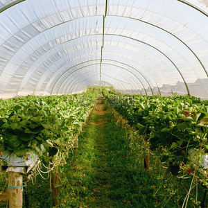 Serre commerciale australienne pour fraises 8x30m avec système hydroponique et contrôle climatique automatique |   Conception à haut rendement - Product Image 3