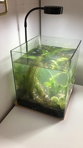 Mini tablero de bambú, lámpara de pecera de agua dulce, lámparas de cultivo de plantas para interior, 7W, <span class=keywords><strong>LED</strong></span>, <span class=keywords><strong>acuario</strong></span>, pecera, focos de paisajismo - Product Image 6