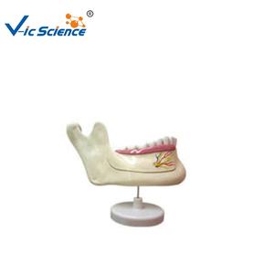 Modèle éducatif d'anatomie dentaire <span class=keywords><strong>mandibulaire</strong></span> Modèle de dents caduques et permanentes - Product Image 1