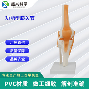 Modèle de genou fonctionnel en stock, d'apparence naturelle, rotule entièrement flexible avec ligaments et squelette. - Product Image 5